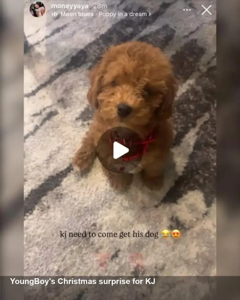 NBA YoungBoy Gifts KJ a Puppy — Yaya Jokes 'Come Get It'