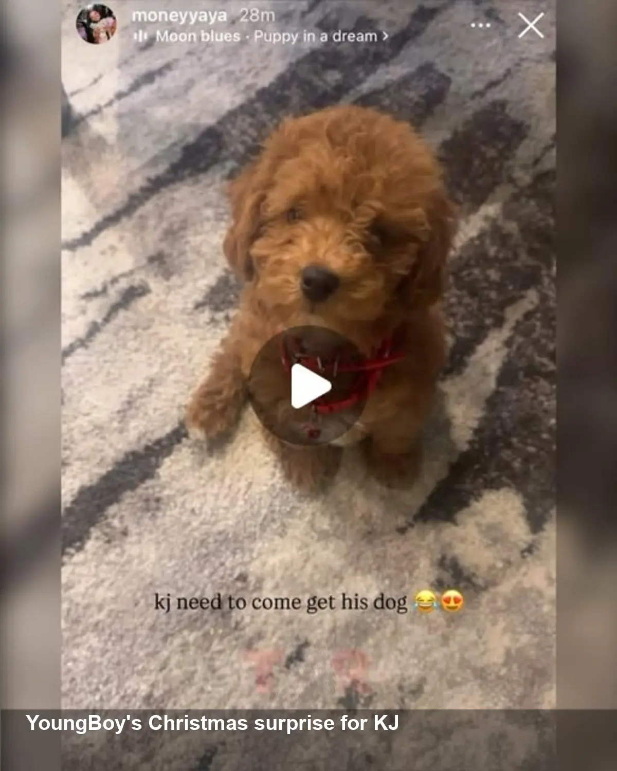 NBA YoungBoy Gifts KJ a Puppy — Yaya Jokes ‘Come Get It’