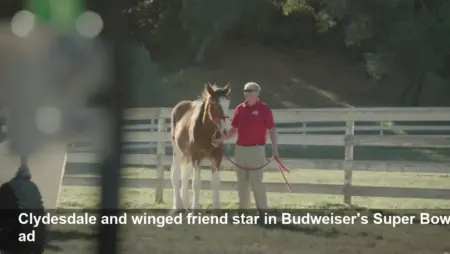 Budweiser Clydesdale Super Bowl Ad Revealed 2026 —Watch