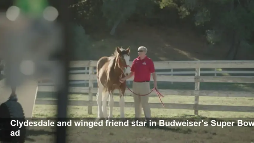 Budweiser Clydesdale Super Bowl Ad Revealed 2026 —Watch