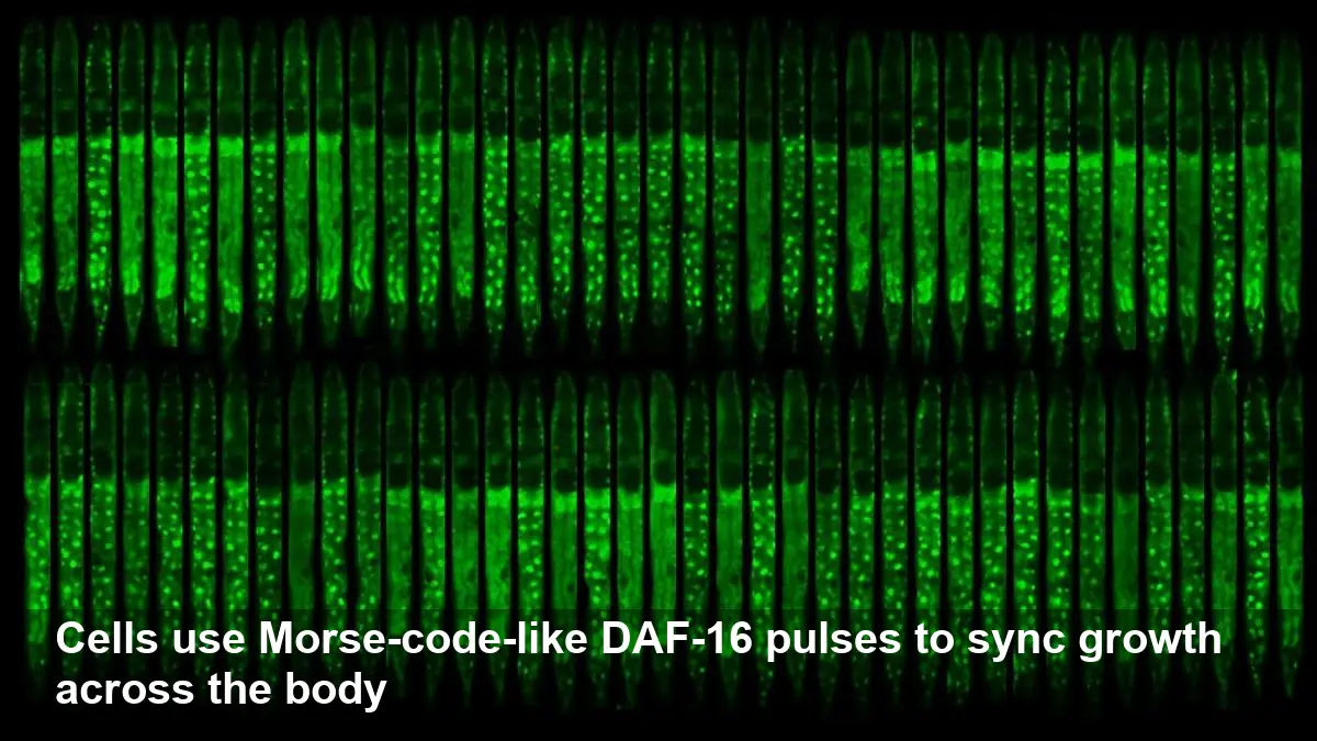 Morse-code Rhythms in Cells Coordinate Body Growth in Worms