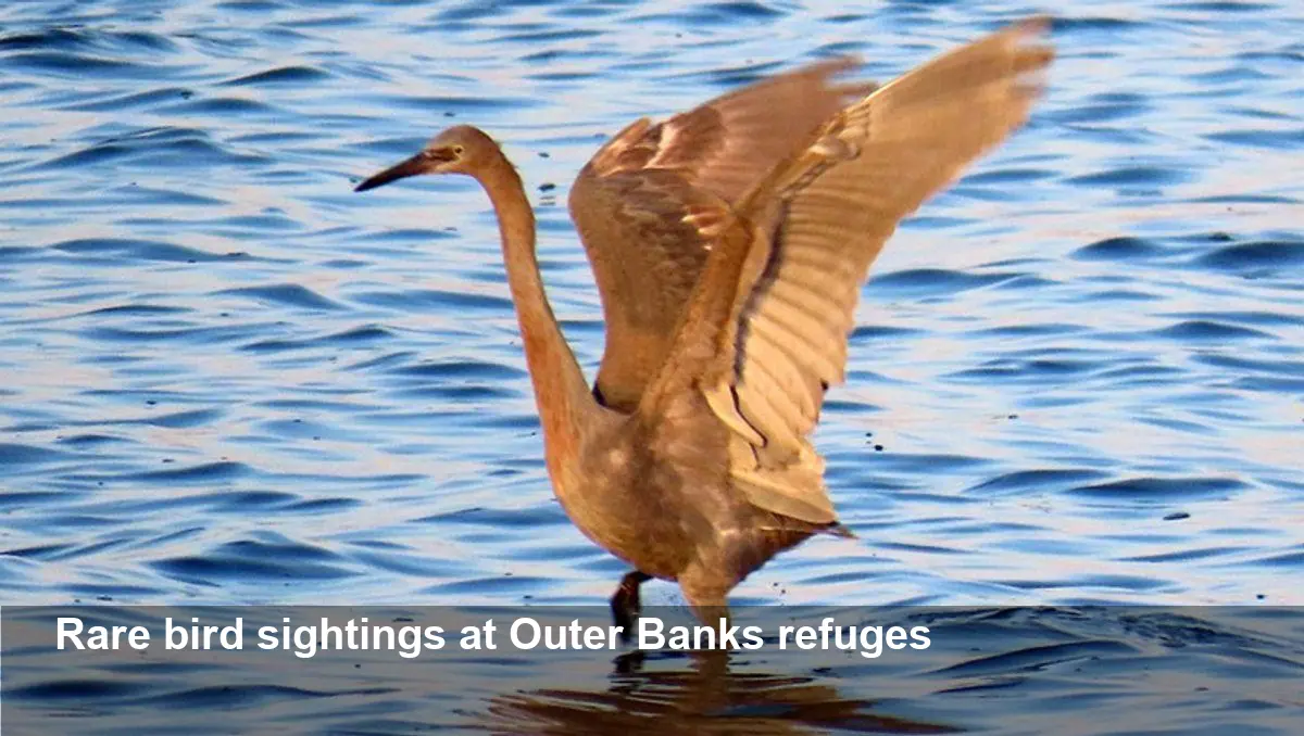 Rare Birds Spotted Across Outer Banks Wildlife Refuges